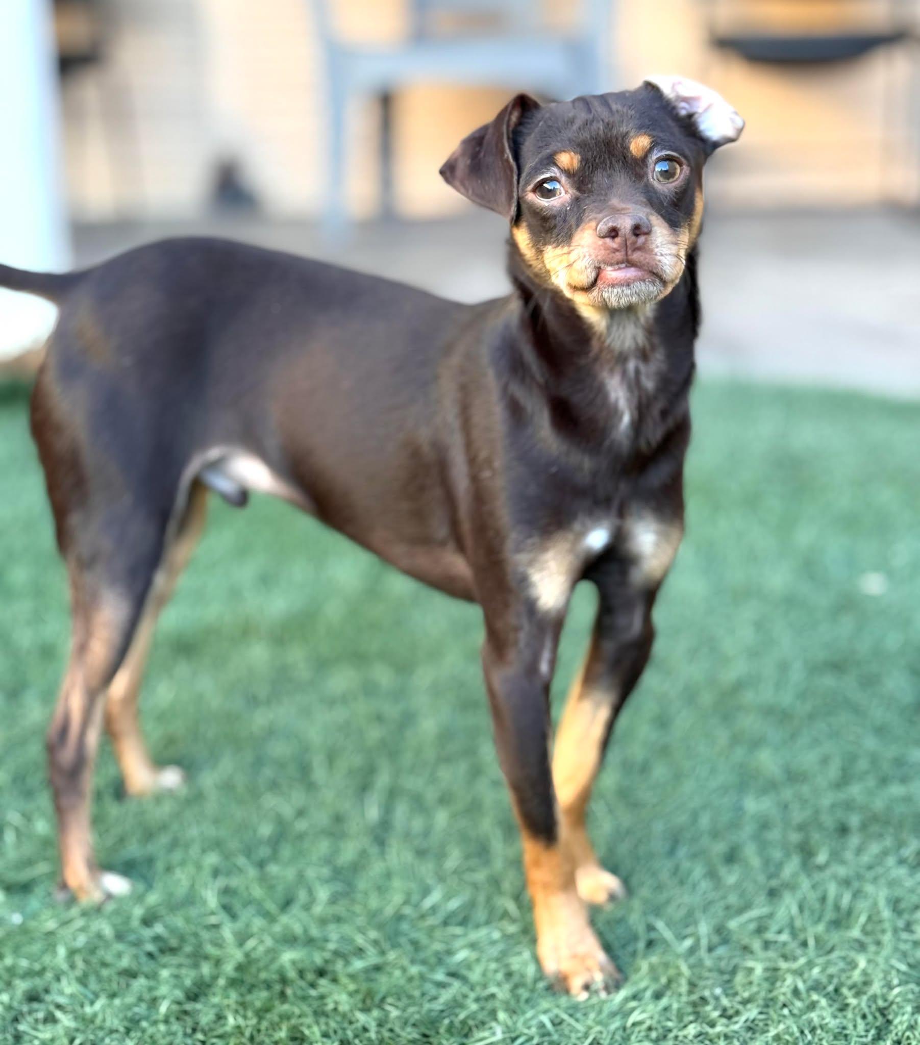 Kahlua, Adoptable, Puppy Male Chihuahua & Miniature Pinscher.