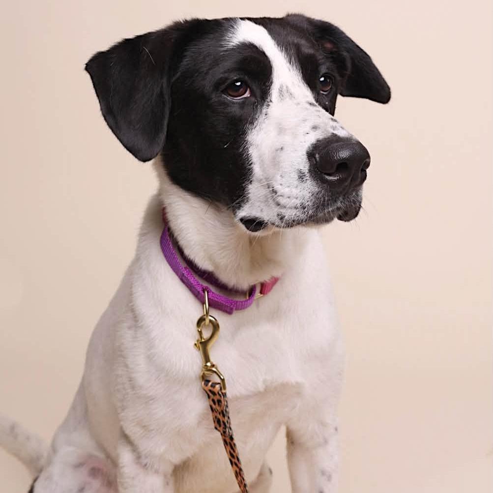 Dalmatians for Adoption in Niederwald, Texas | Petfinder