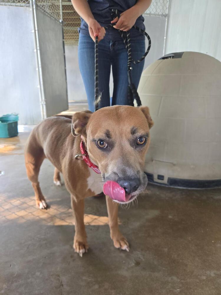 Barbie, Adoptable, Adult Female Pit Bull Terrier.