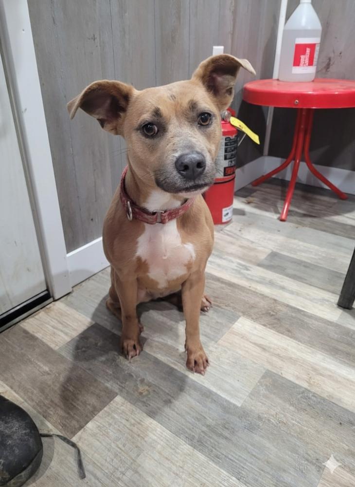 Barbie, a Adoptable mixed breed in Linton, IN image 3/3