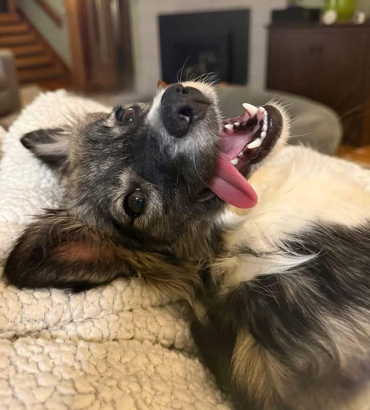 Dezi, adopted, Adult Female Papillon.