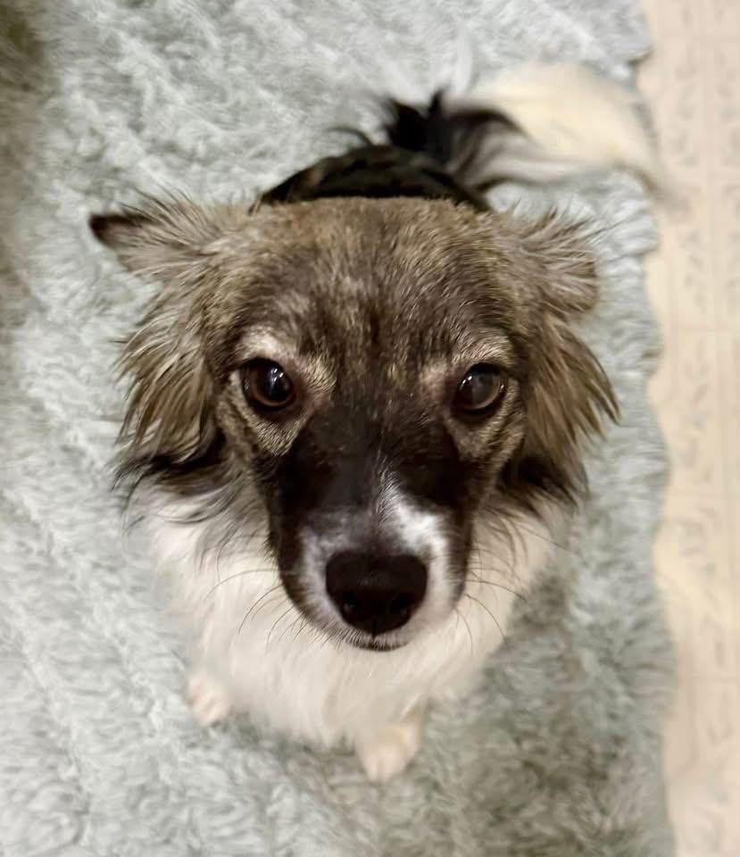Dezi, an adopted Papillon in Eugene, OR image 2/3