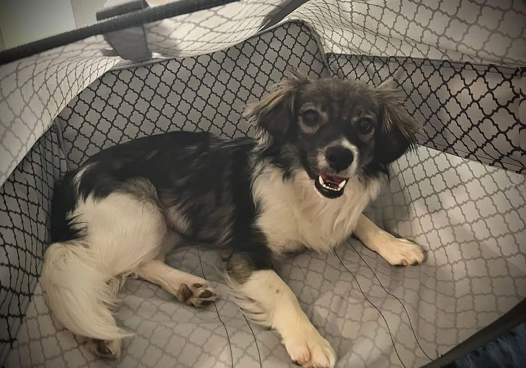 Dezi, an adopted Papillon in Eugene, OR image 3/3