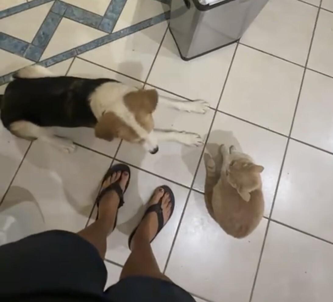 Hope, Adoptable, Young Female Husky & Shepherd.