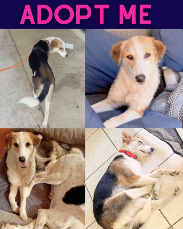 Enlarge Hope, a Adoptable mixed breed in Boulder, CO image 2/3