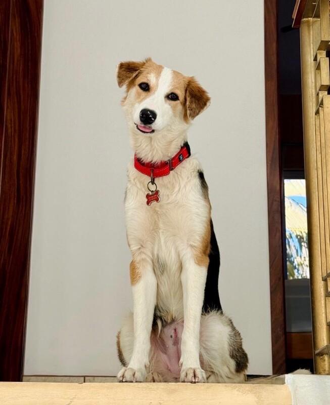 Enlarge Hope, a Adoptable mixed breed in Boulder, CO image 3/3