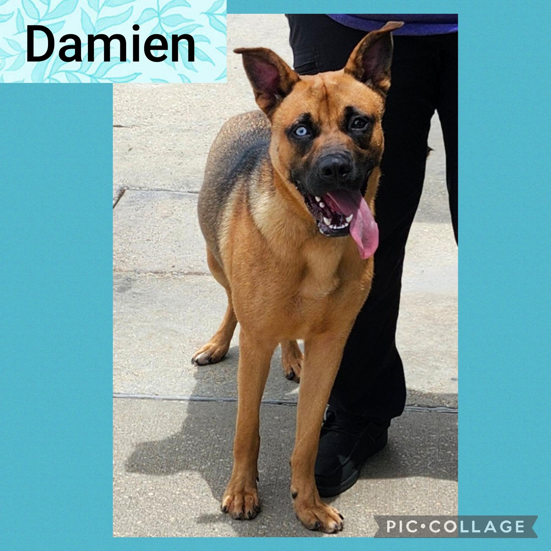 Damien, Adoptable, Adult Male Mixed Breed.