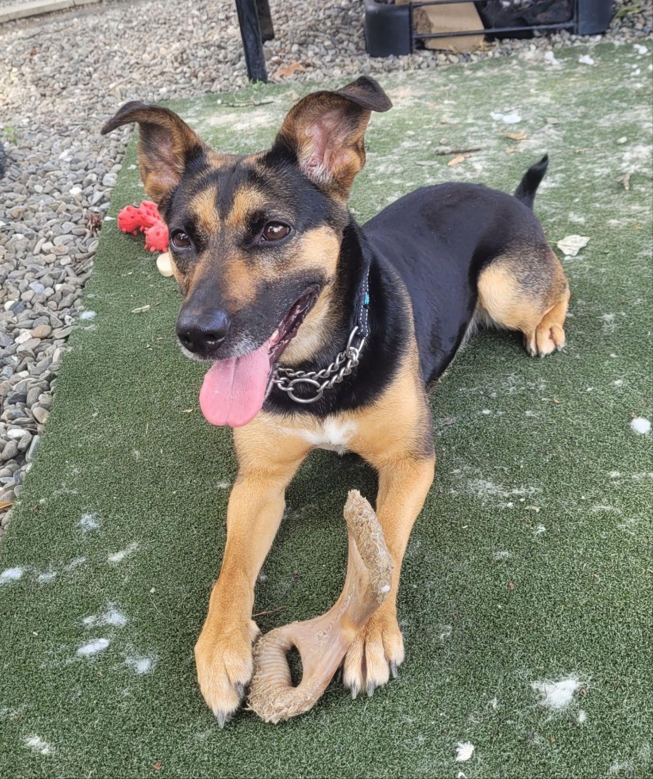 Enlarge Libby, a Adopted German Shepherd Dog in Edison, NJ image 1/1