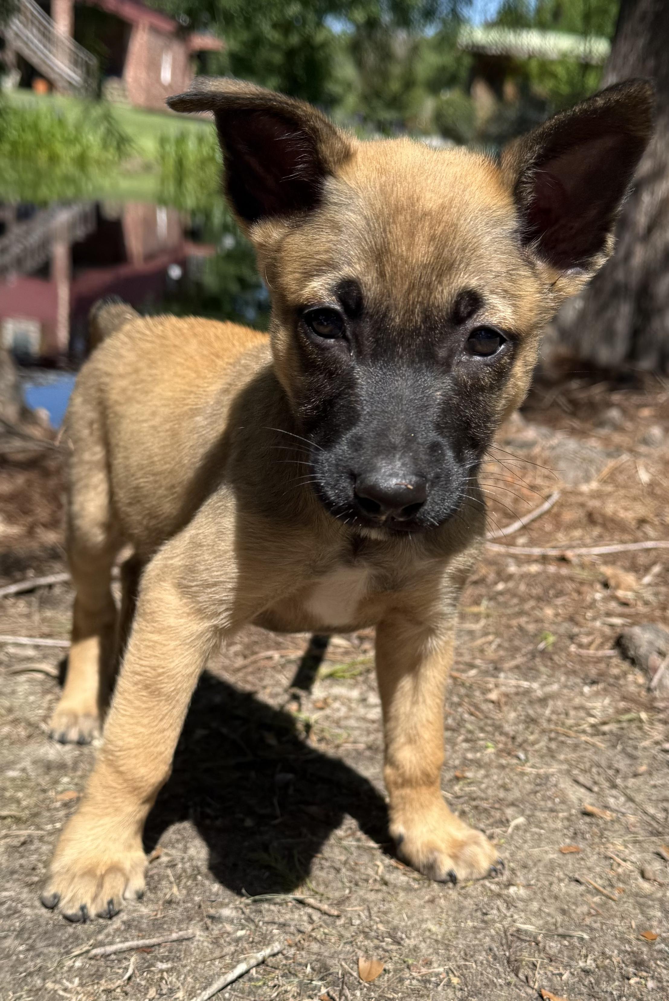 Enlarge Ava Claire, an adopted mixed breed in Ocean Springs, MS image 2/4