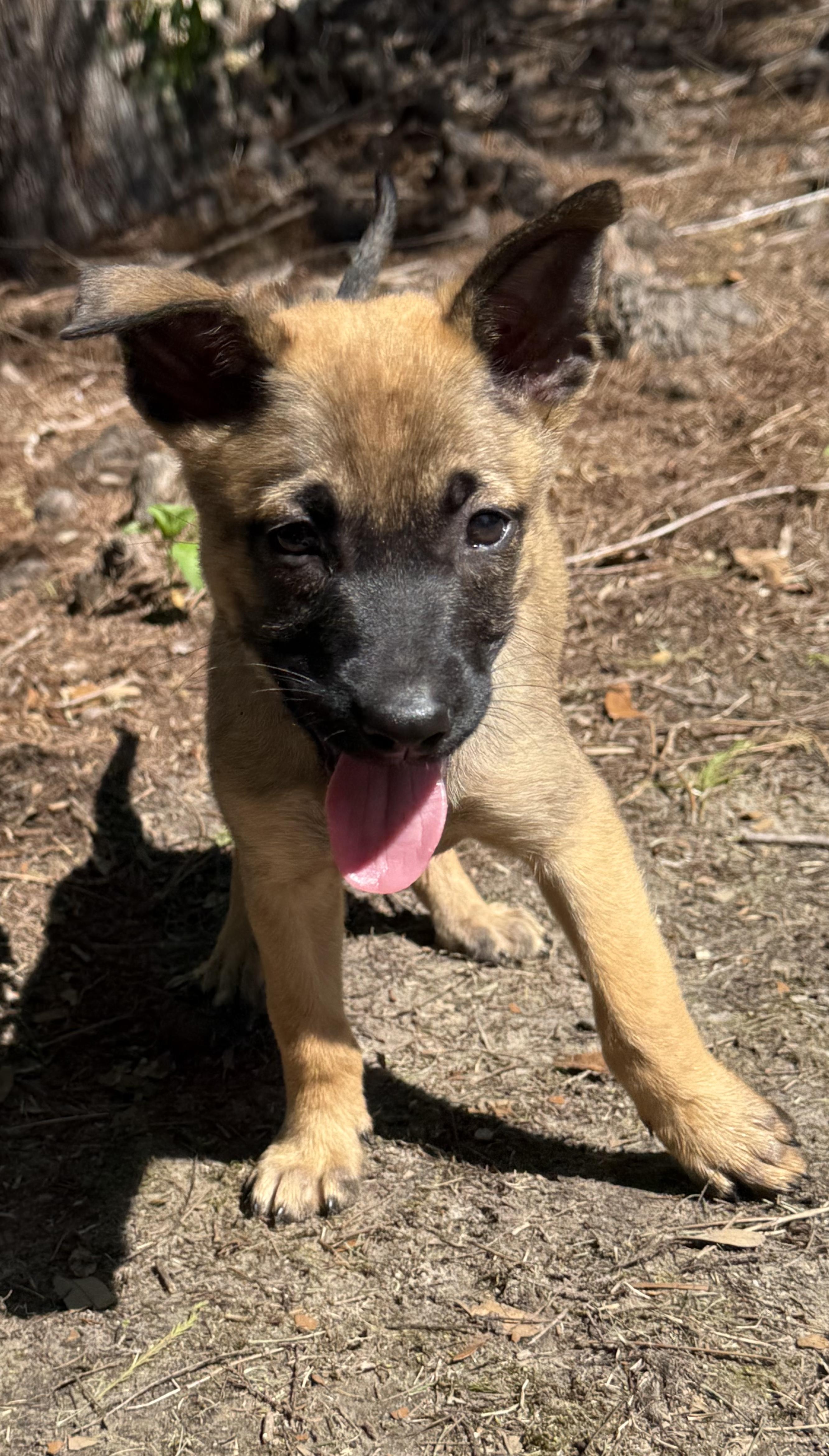 Enlarge Ava Claire, an adopted mixed breed in Ocean Springs, MS image 4/4
