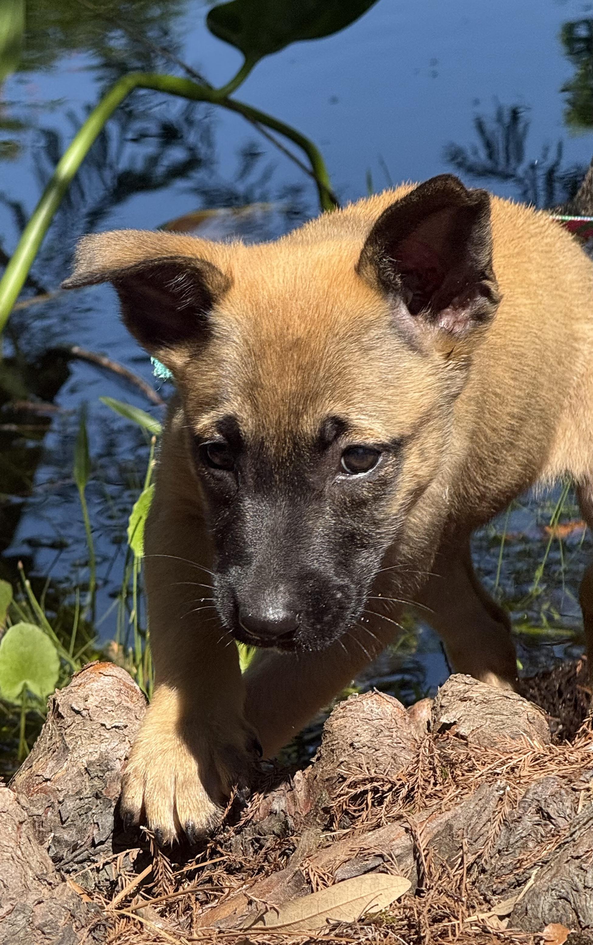 Ava Claire, adopted, Puppy Female German Shepherd Dog.