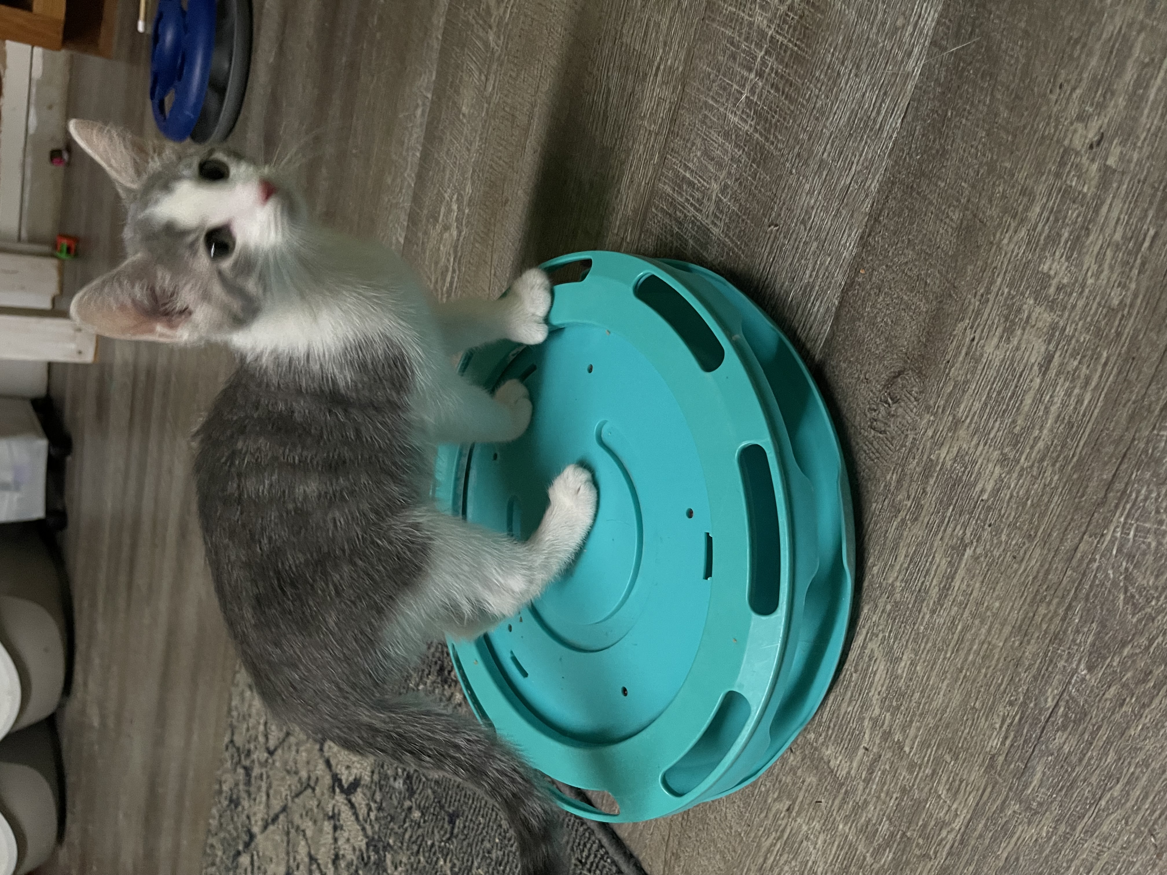 Audi, Adopted, Young Male Domestic Short Hair.