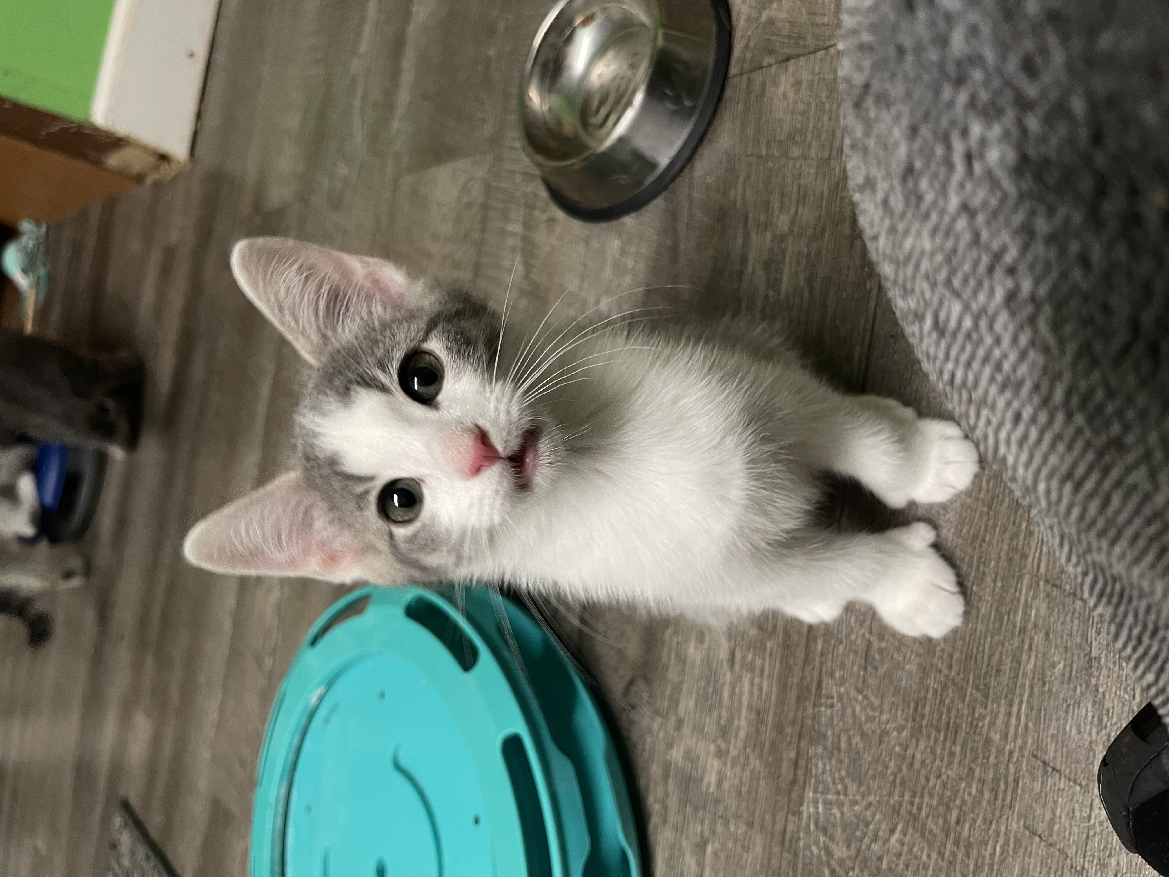 Enlarge Audi, a Adopted Domestic Short Hair in Bourbonnais, IL image 2/3