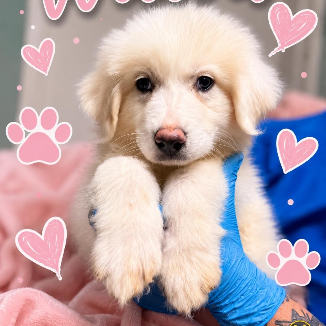 Willow, adopted, Puppy Female Great Pyrenees.