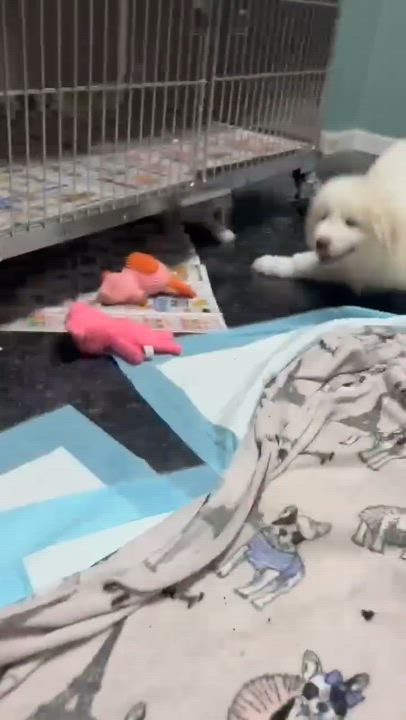 Enlarge Willow, an adopted Great Pyrenees in Conway, SC video 2/2