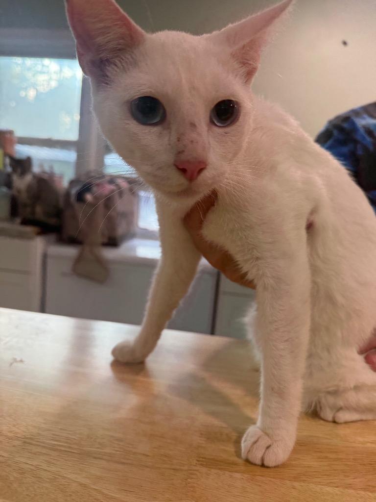 Echo, Adoptable, Young Male Domestic Short Hair.