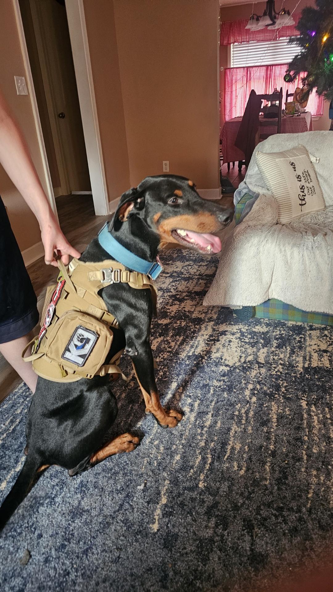 Bruno, ADOPTABLE, Adult Male Doberman Pinscher.