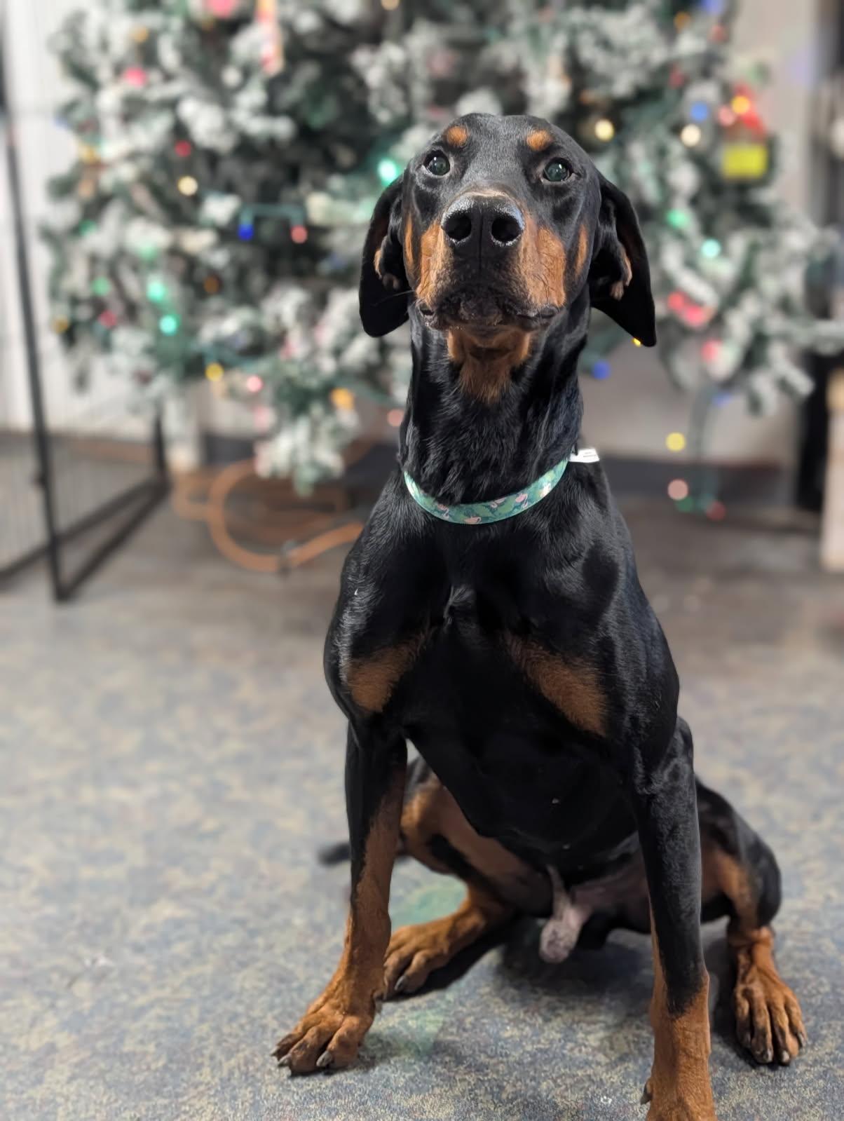 Bruno, ADOPTABLE, Adult Male Doberman Pinscher.