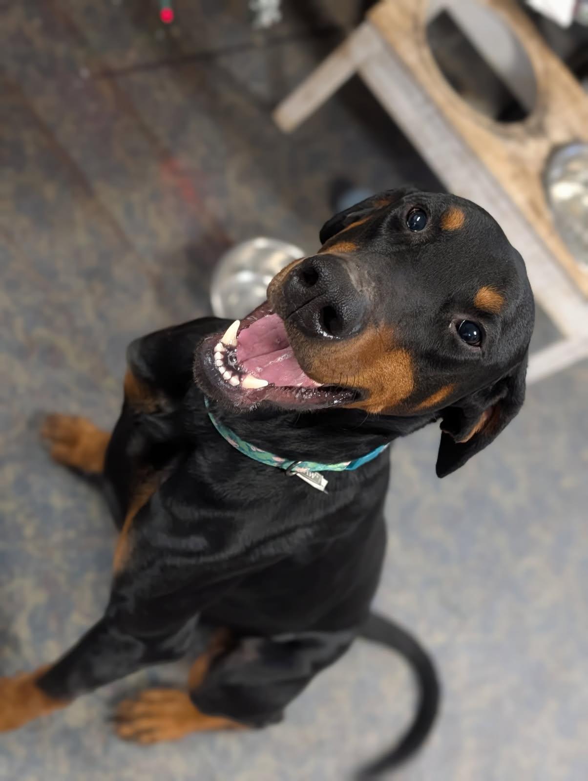 Enlarge Bruno, a ADOPTABLE Doberman Pinscher in Blytheville, AR image 2/4