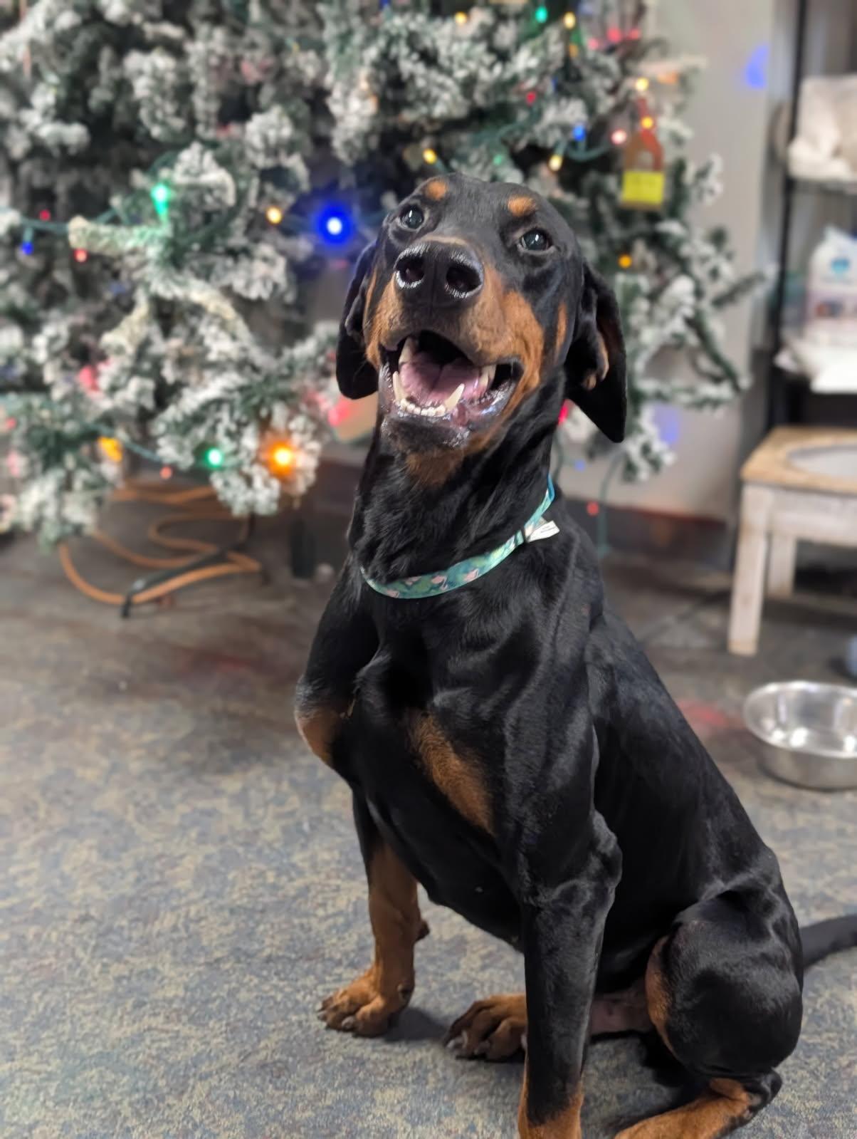 Enlarge Bruno, a ADOPTABLE Doberman Pinscher in Blytheville, AR image 3/4