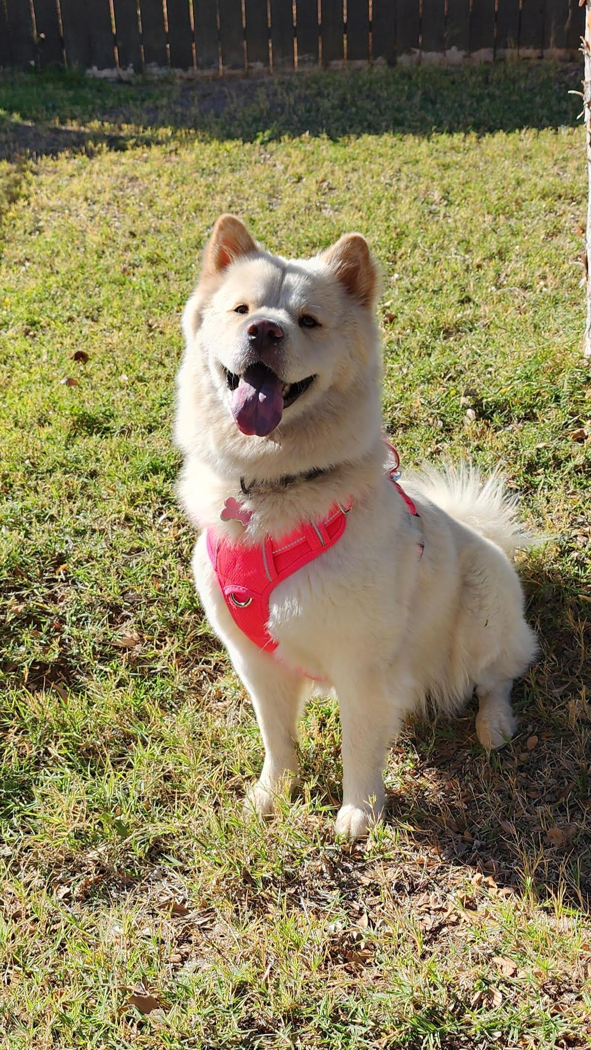 NOVA, Adopted, Adult Female Chow Chow & Samoyed.