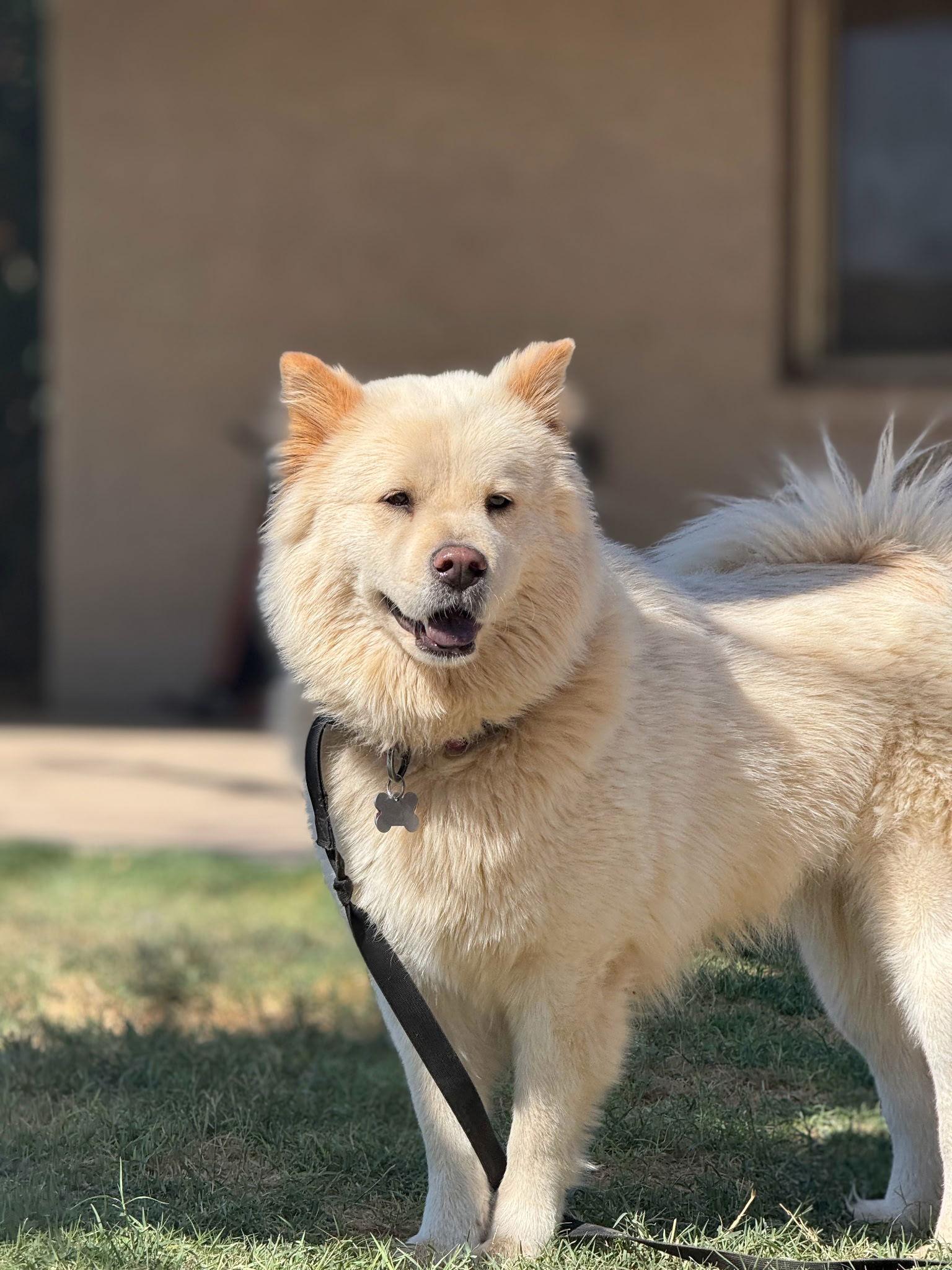 Enlarge NOVA, a Adopted mixed breed in Chandler, AZ image 3/3
