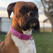 Enlarge Laila, a ADOPTABLE Boxer in Oakdale, CA image 4/4