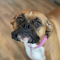 Enlarge Laila, a ADOPTABLE Boxer in Oakdale, CA image 2/4