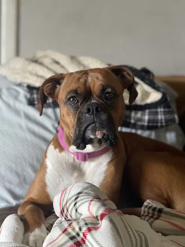 Laila, ADOPTABLE, Young Female Boxer.