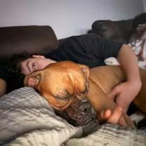 Enlarge Laila, a ADOPTABLE Boxer in Oakdale, CA image 3/4