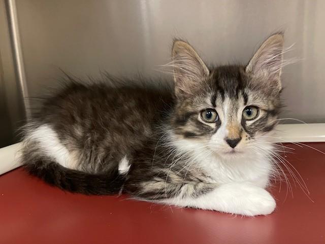 Enlarge Hamlet, a ADOPTABLE Domestic Long Hair in Prudenville, MI image 1/1