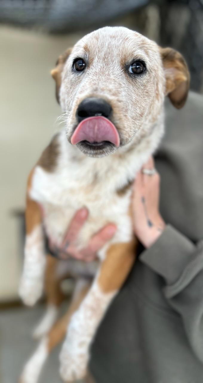 Franklin, adopted, Puppy Male Cattle Dog & Mixed Breed.