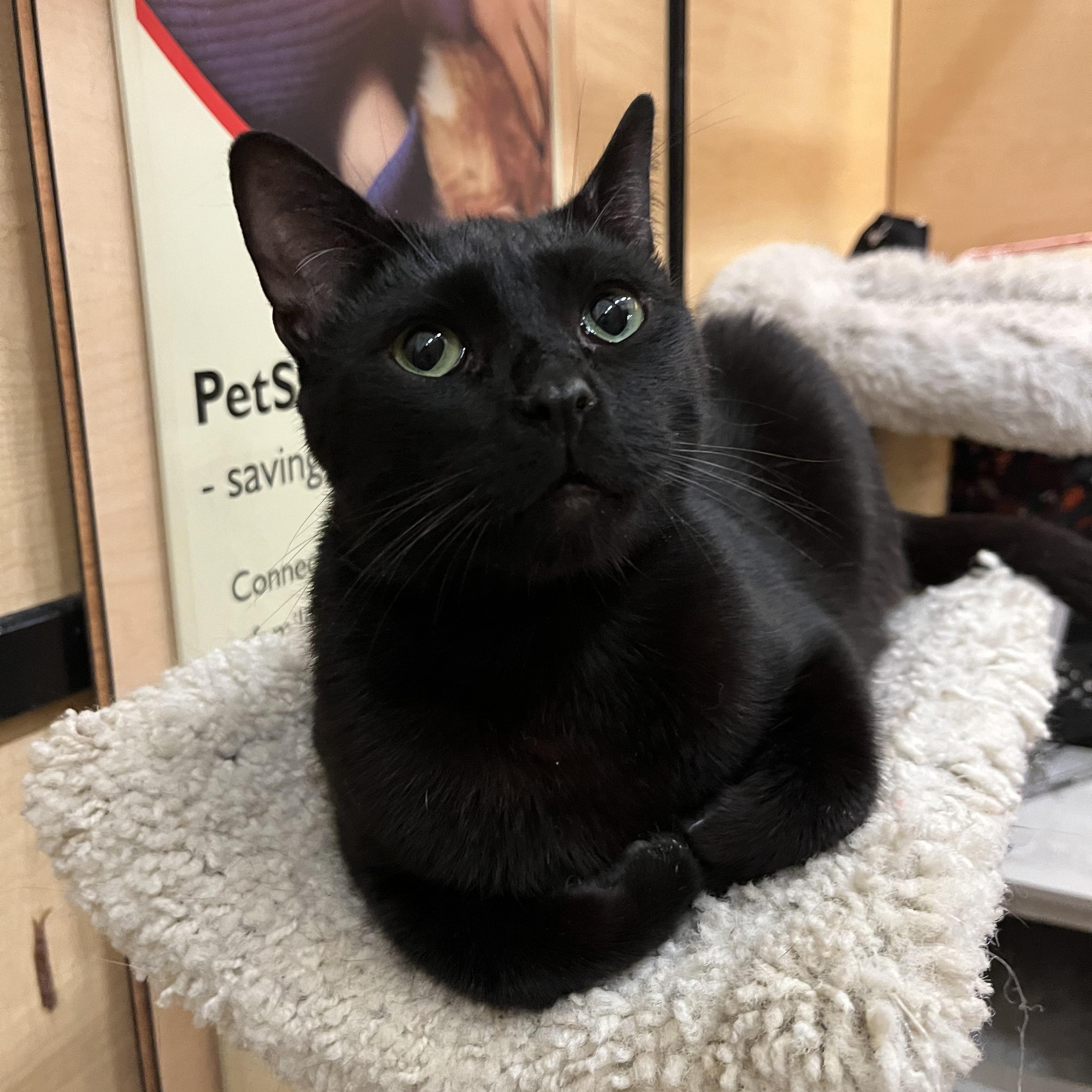 Cowboy, a Adoptable Domestic Short Hair in Tustin, CA image 1/5