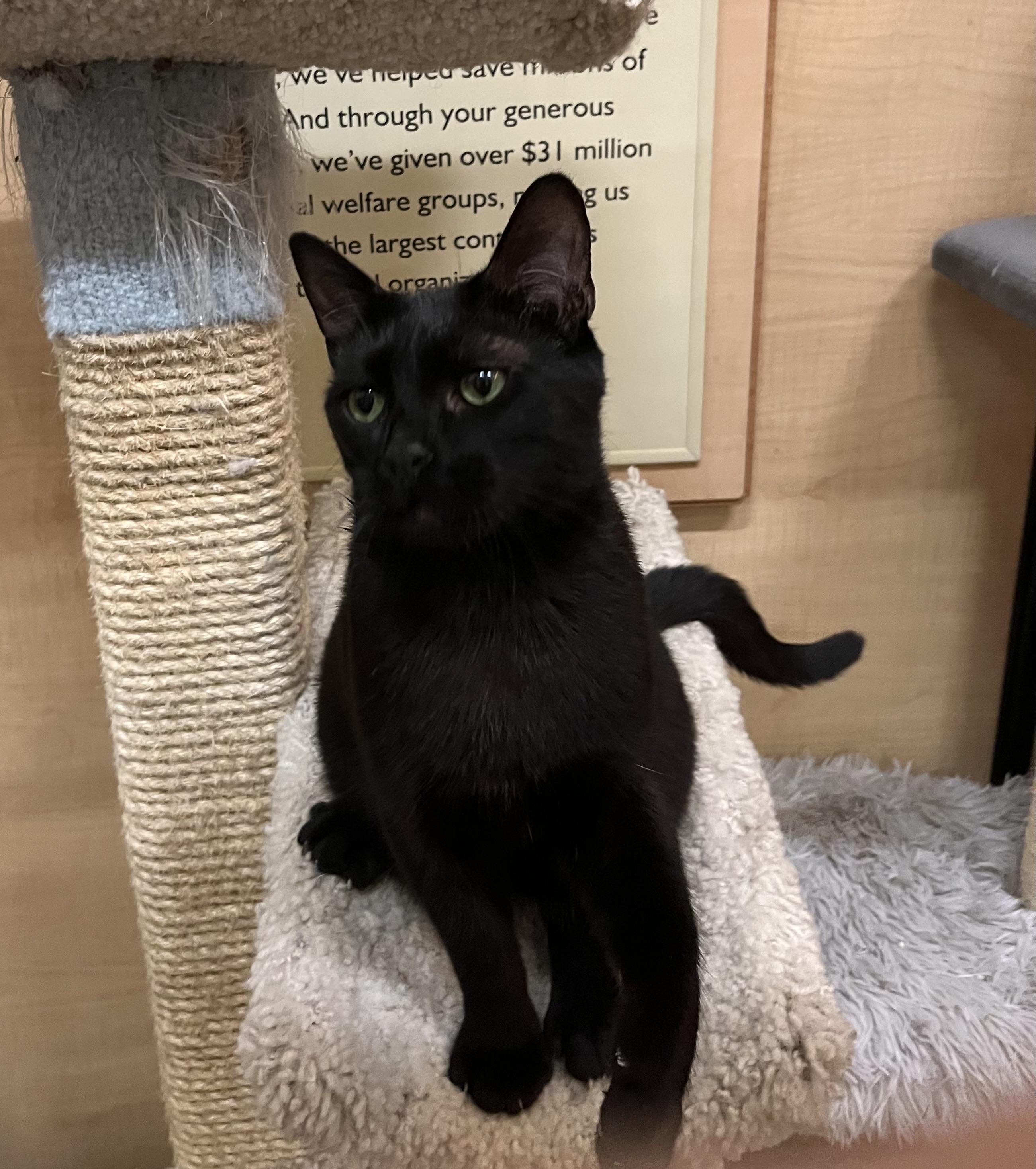 Cowboy, a Adoptable Domestic Short Hair in Tustin, CA image 3/5