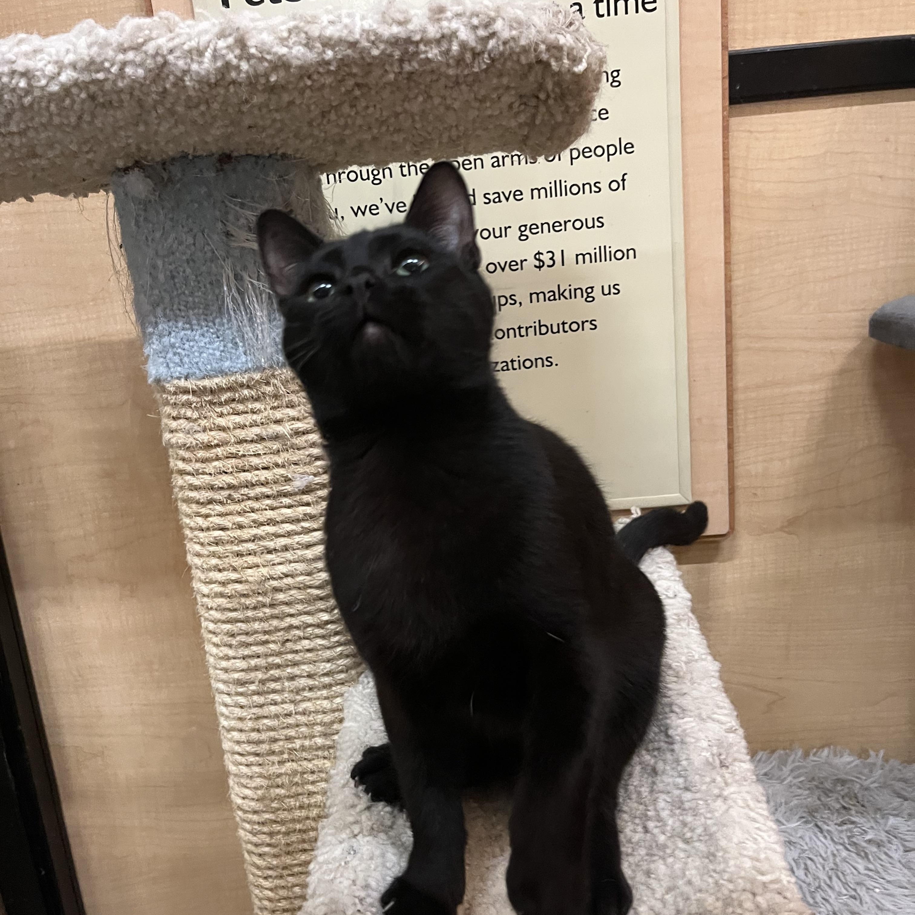 Cowboy, a Adoptable Domestic Short Hair in Tustin, CA image 5/5