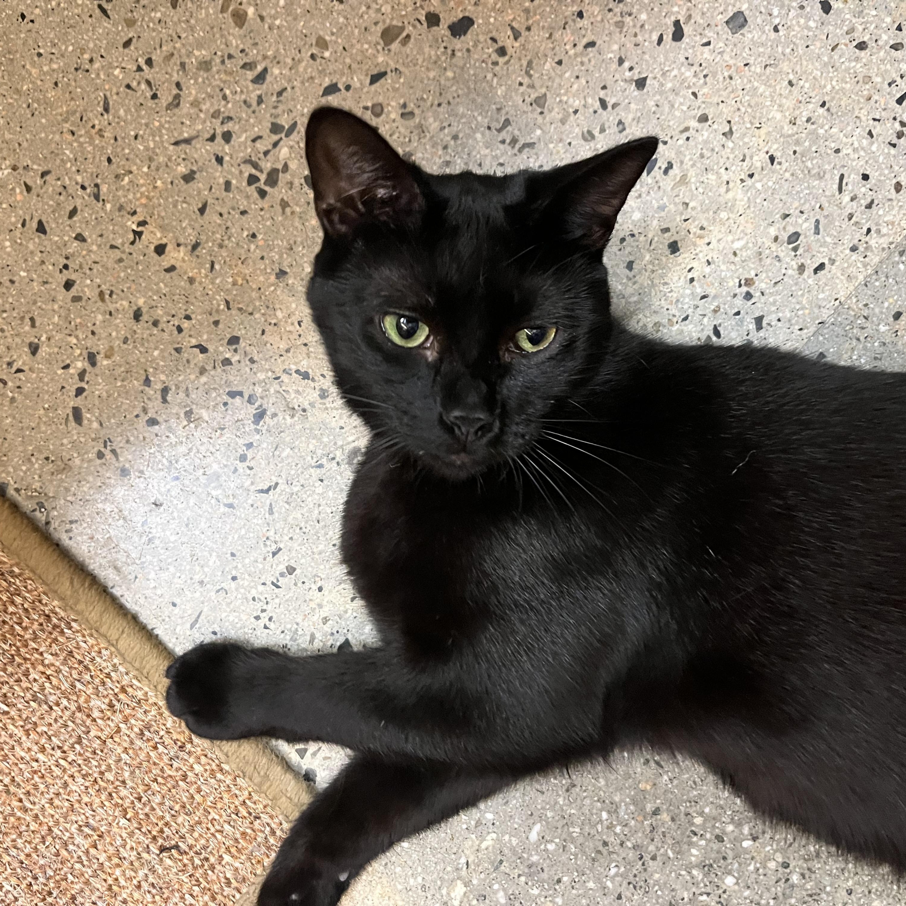 Cowboy, a Adoptable Domestic Short Hair in Tustin, CA image 2/5