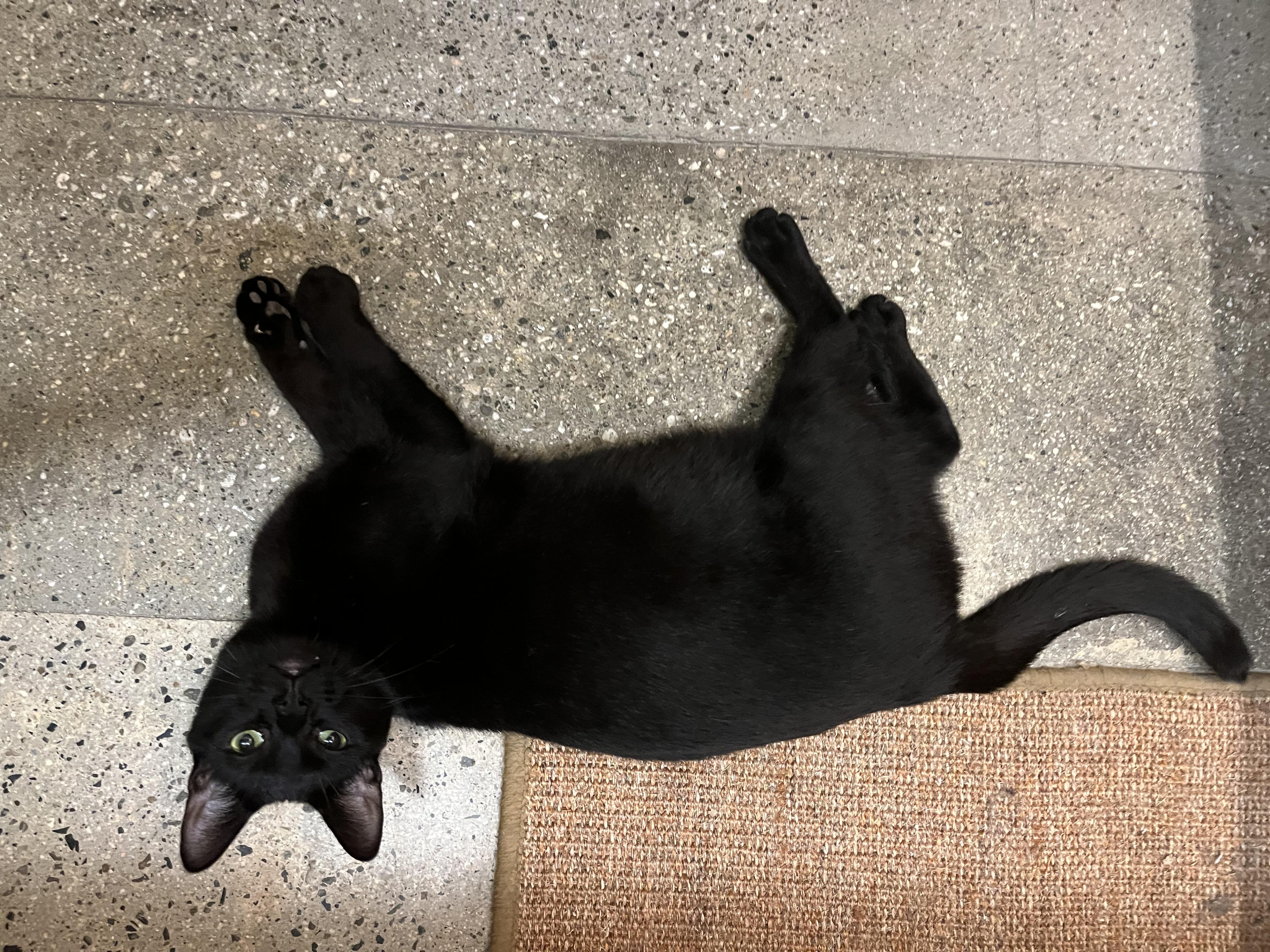 Cowboy, a Adoptable Domestic Short Hair in Tustin, CA image 4/5