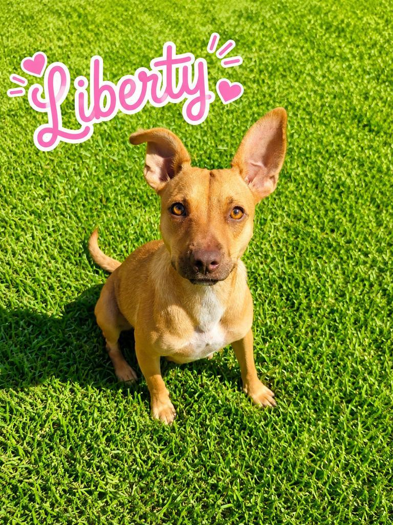Enlarge Liberty, a Adoptable mixed breed in Livingston, LA image 5/6