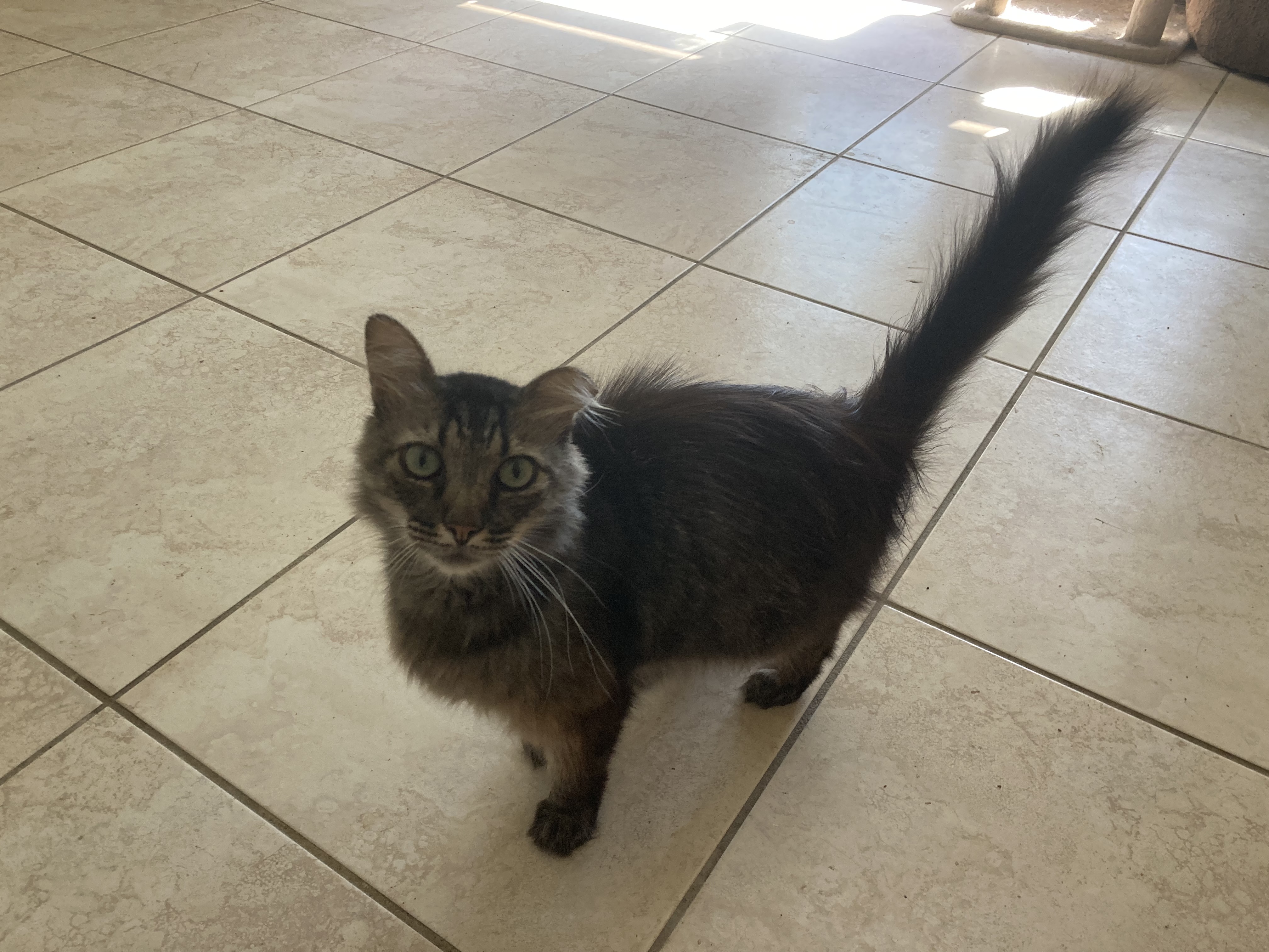 Big Kitty, a Adoptable mixed breed in Malabar, FL image 2/3