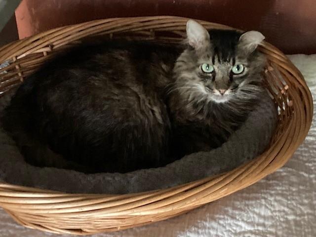 Big Kitty, a Adoptable mixed breed in Malabar, FL image 1/3