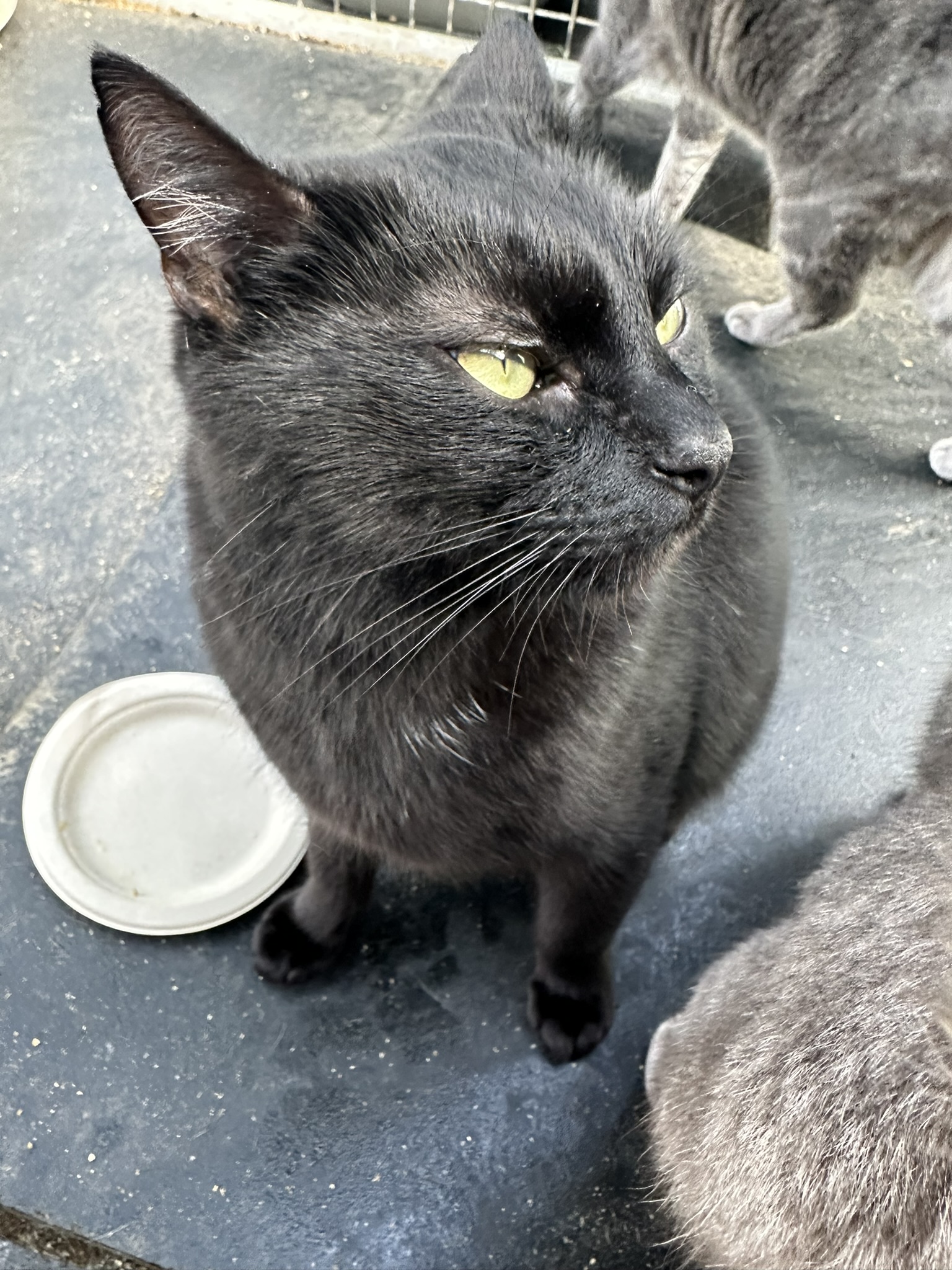 Enlarge Teddy, a Adoptable Domestic Short Hair in Vacaville, CA image 4/6