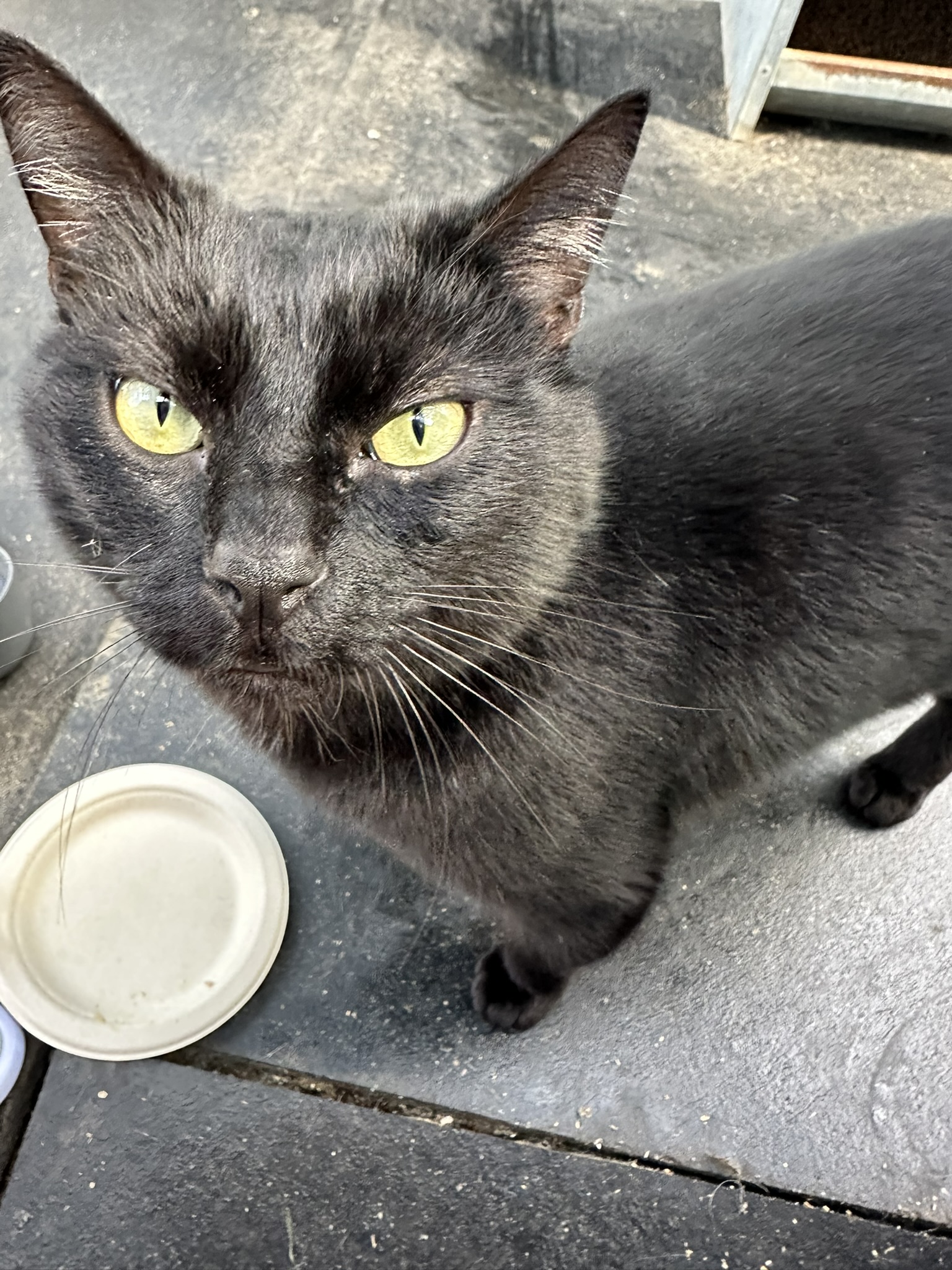 Enlarge Teddy, a Adoptable Domestic Short Hair in Vacaville, CA image 1/6