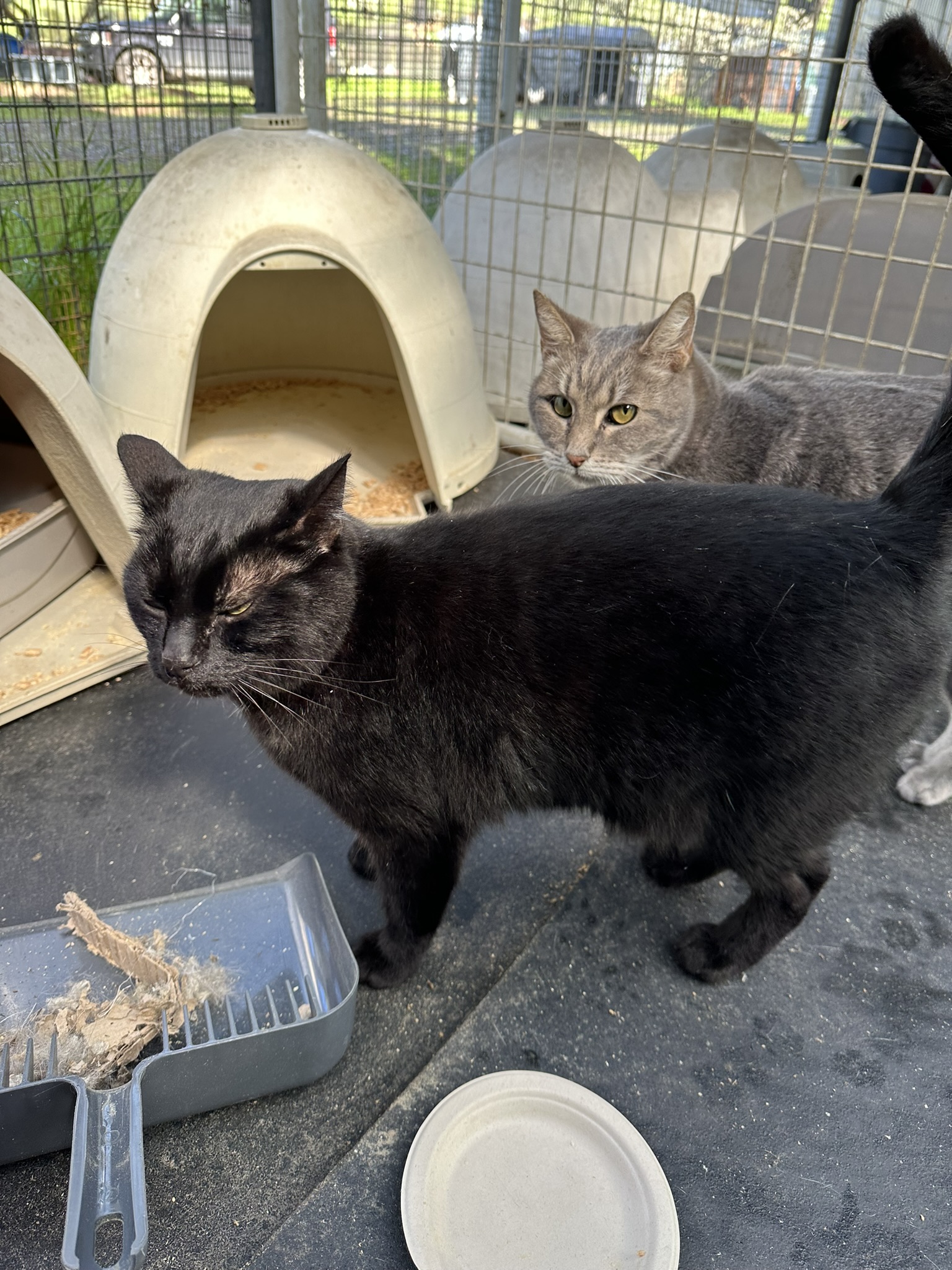 Enlarge Teddy, a Adoptable Domestic Short Hair in Vacaville, CA image 5/6