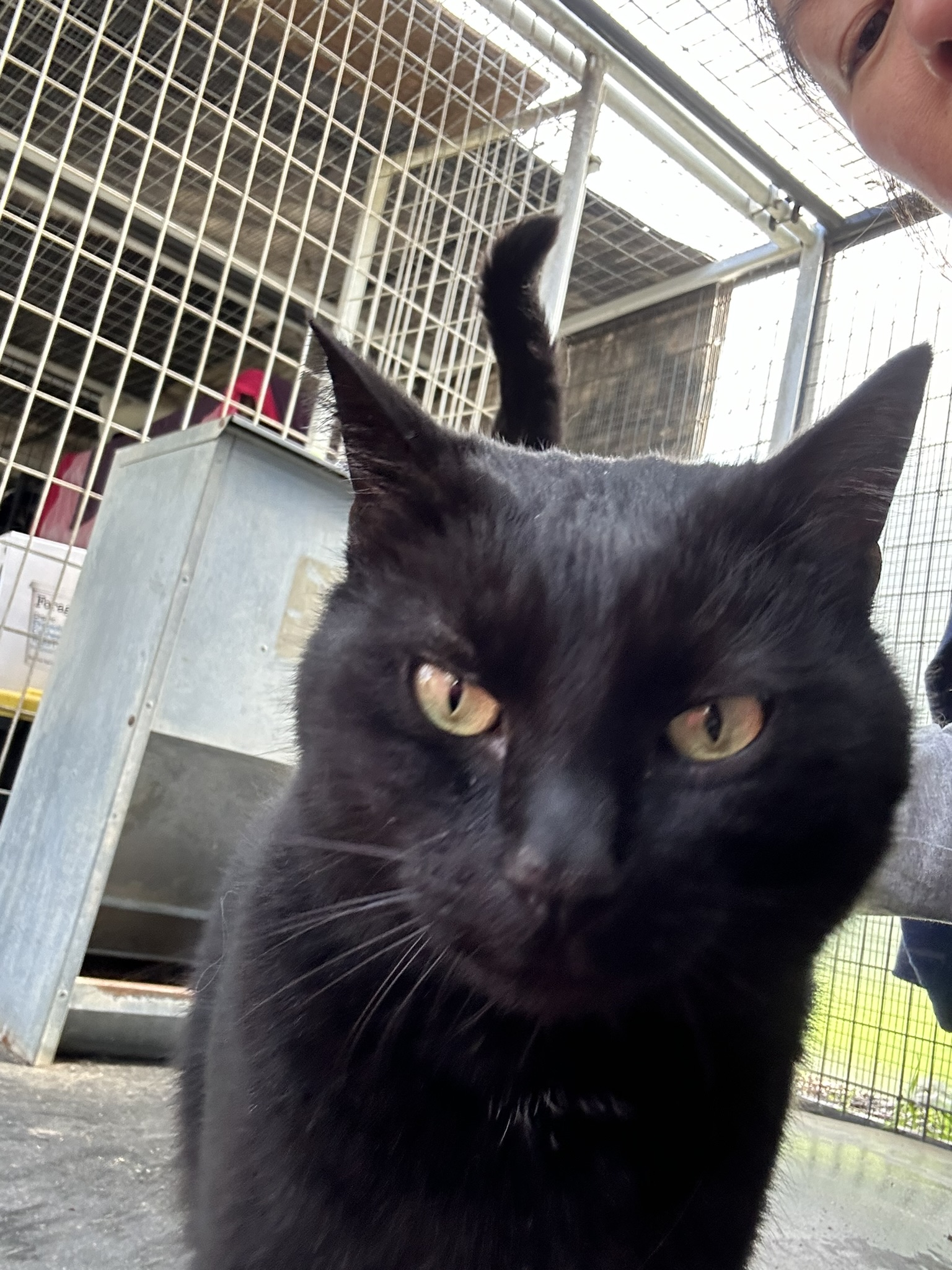 Enlarge Teddy, a Adoptable Domestic Short Hair in Vacaville, CA image 2/6