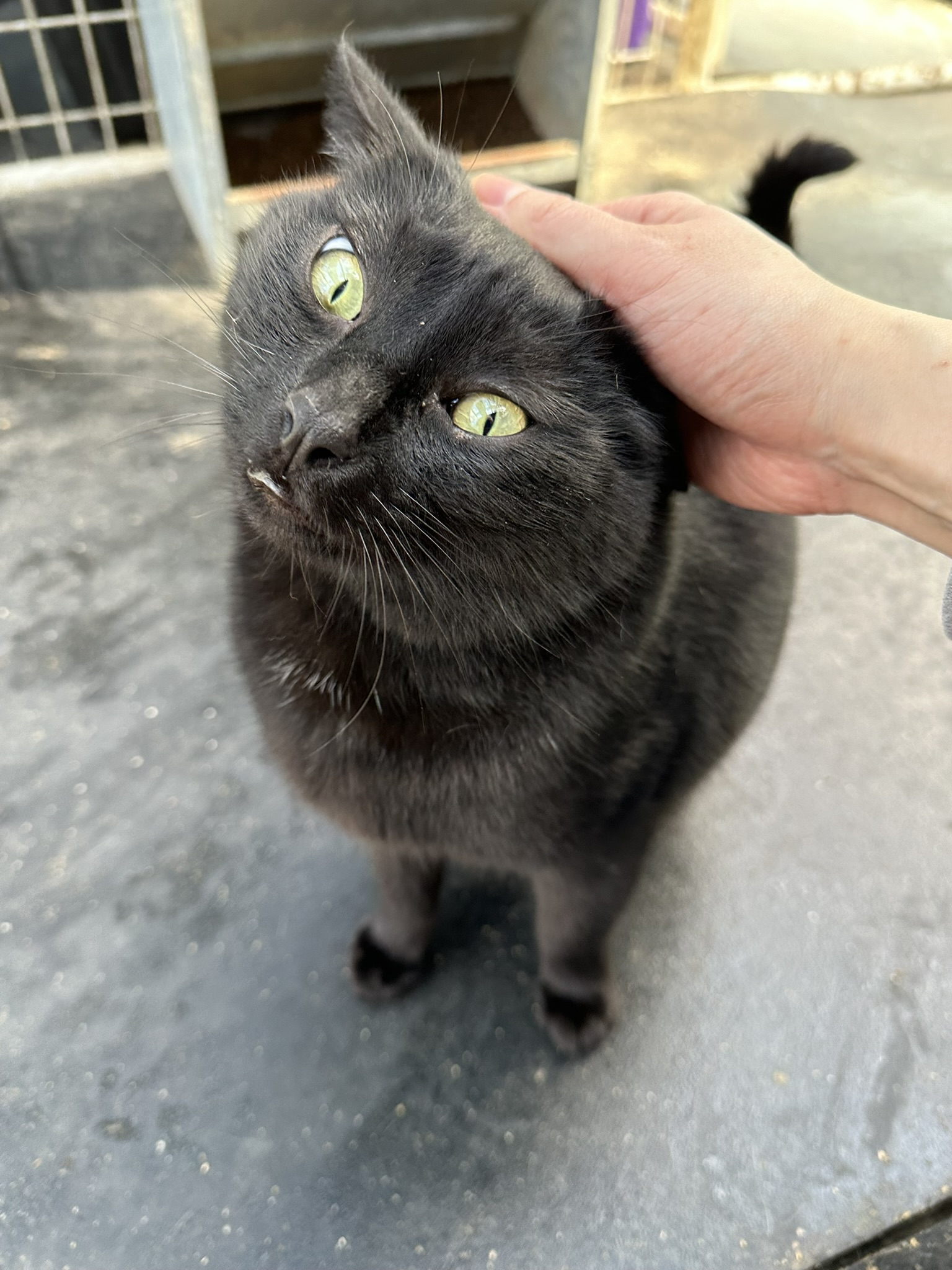 Enlarge Teddy, a Adoptable Domestic Short Hair in Vacaville, CA image 3/6