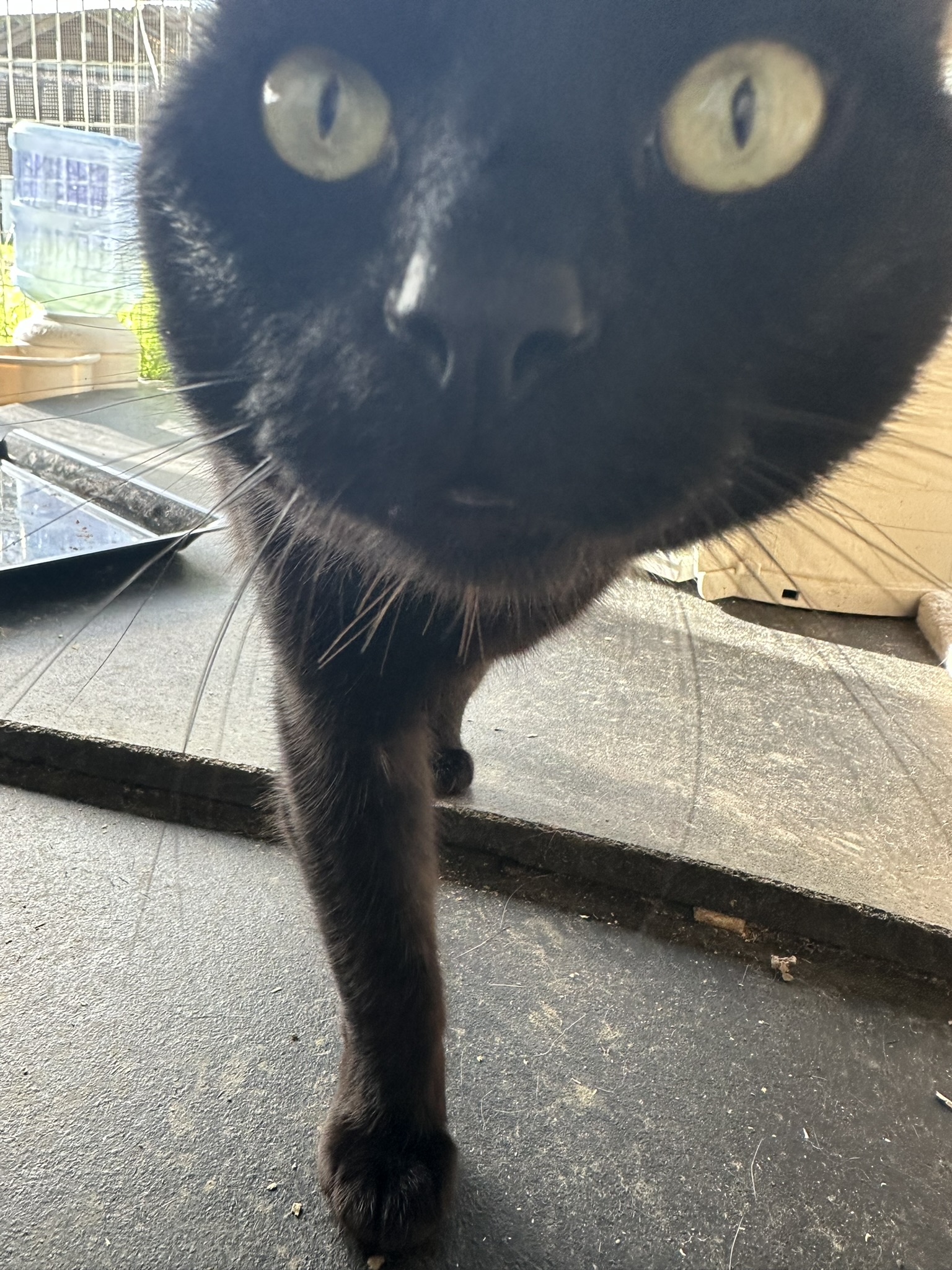 Enlarge Teddy, a Adoptable Domestic Short Hair in Vacaville, CA image 6/6