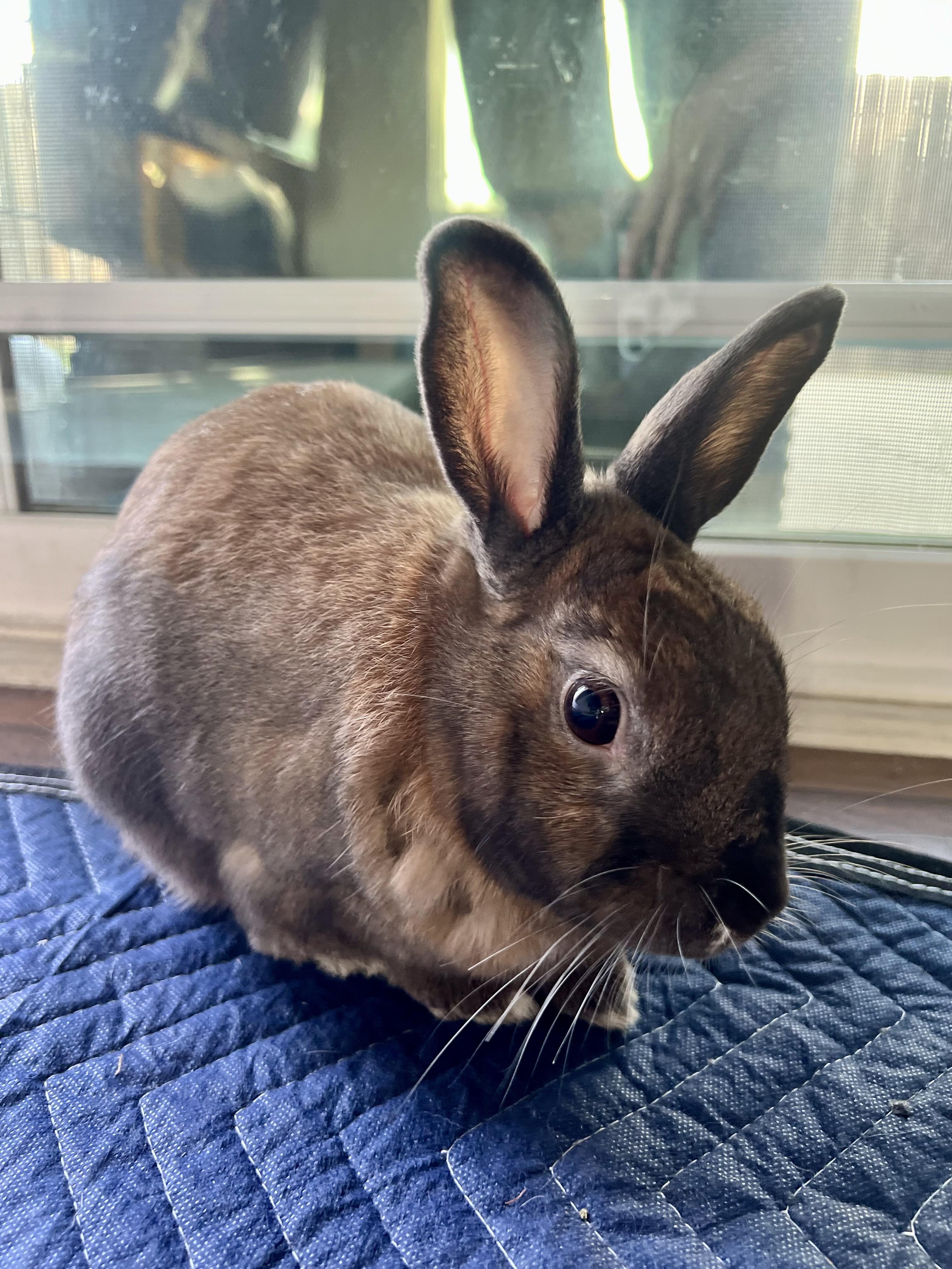 Ambrose, Young Male Cinnamon