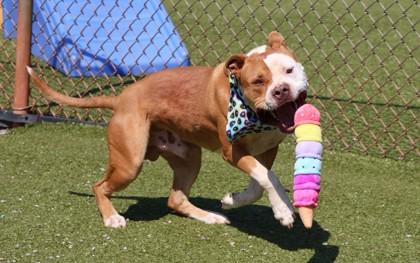 Harley, a ADOPTABLE Mixed Breed in Athens, GA image 3/5