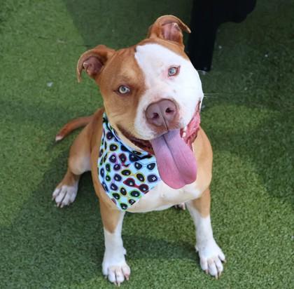 Harley, ADOPTABLE, Young Male Mixed Breed.