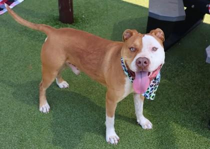 Harley, a ADOPTABLE Mixed Breed in Athens, GA image 4/5